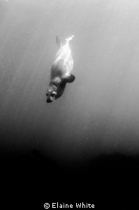 Diving seal pup converted to black and white by Elaine White 